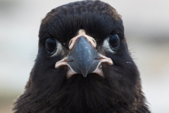 Striated caracara (Jonny Rook)
