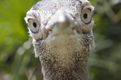 Kori bustard, Ardeotis kori