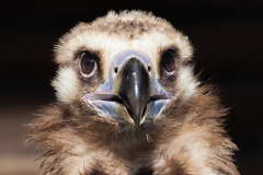 cinereous vulture; Aegypius monachus