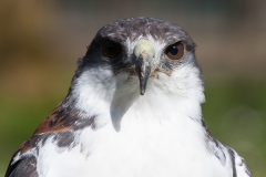 Saker falcon; Falco cherrug