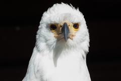 African fish eagle; Haliaeetus vocifer