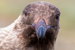 Falkland Skua