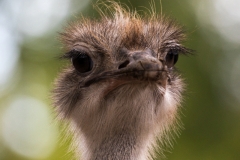 Afrikanischer Strauß, Pairi Daisa