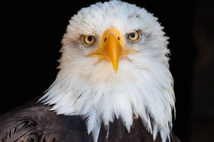 Haliaeetus leucocephalus, bald eagle