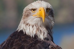 Haliaeetus leucocephalus, bald eagle