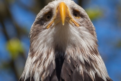Haliaeetus leucocephalus, bald eagle
