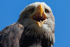 Haliaeetus leucocephalus, bald eagle
