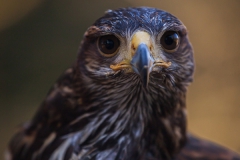 Parabuteo unicinctus; Harri's hawk