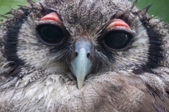giant eagle owl