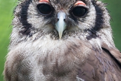 giant eagle owl