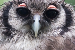 giant eagle owl
