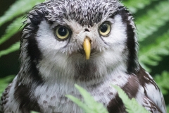 Northern hawk-owl