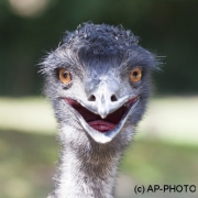Emu;Dromaiidae, Dromaius