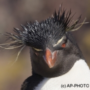 Rockhopper penguin; Eudyptes chrysocome;