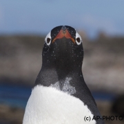 Gentoo penguin; Pygoscelis papua