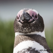 Magellanic penguin; Spheniscus magellanicus