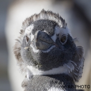 Magellanic penguin; Spheniscus magellanicus