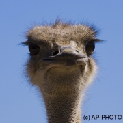 common ostrich