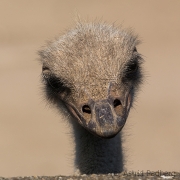 common ostrich