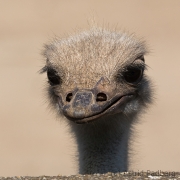 common ostrich