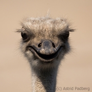 common ostrich