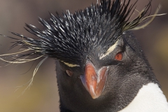 Rockhopper penguin; Eudyptes chrysocome;