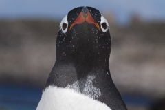 Gentoo penguin; Pygoscelis papua
