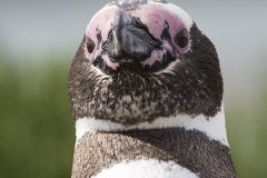 Magellanic penguin; Spheniscus magellanicus