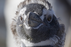 Magellanic penguin; Spheniscus magellanicus