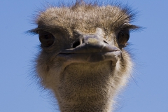 common ostrich