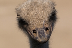 common ostrich