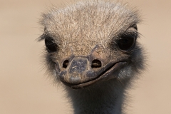 common ostrich