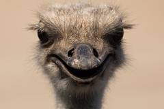 common ostrich