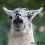Llama;Lama glama