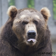Brown bear, Ursus arctos