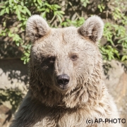 Syrischer Braunbär
