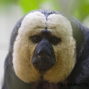 White-faced saki; Pithecia pithecia