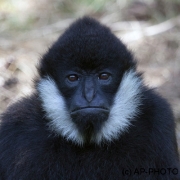 Schopfgibbon;White cheeked gibbon;Nomascus leucogenys