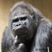 Gorilla