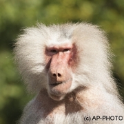 Baboon, papio