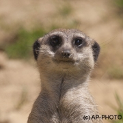 Meerkat, Suricata suricatta