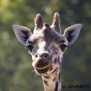 Giraffe, Giraffa camelopardalis