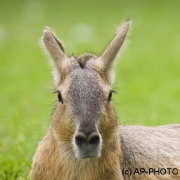 Patagonian mara, Dolichotis patagonum