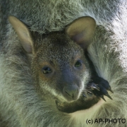 Red-necked wallaby
