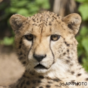 Cheetah, Acinonyx jubatus