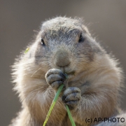 Prairie dog, Cynomys