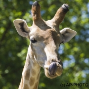 Giraffe, Giraffa camelopardalis