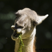 Guanaco, Lama guanicoe