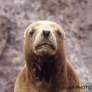 Arctic fur seal, Arctocephalus