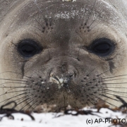 Southern elephant seal;Mirounga leonina